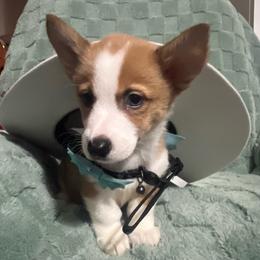Milo - Red male Pembroke Welsh Corgi puppy in New Waverly, Texas from Corgie & Cream Paradise