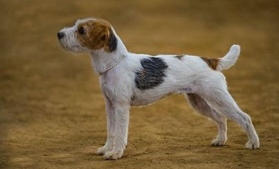A wire-haired Jack Russell stands stoically in a field