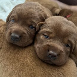 Labrador Retriever Puppies from Copper Clover Labradors