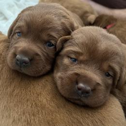 Labrador Retriever Puppies from Copper Clover Labradors