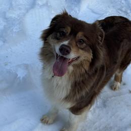 Australian Shepherds from Little Elder Creek Australian Shepherds