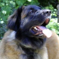 Adeline - Leonberger