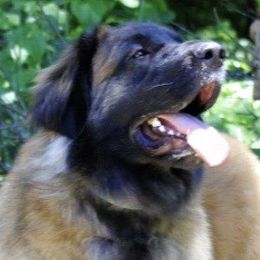 Adeline - Leonberger