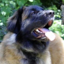Adeline - Leonberger