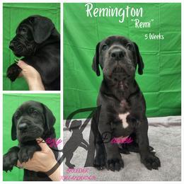 Great Dane Puppies from Lazy A Danes