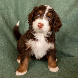 Topaz - Brown Bernedoodle puppy in New River, Arizona from Sonoran Standard Doodles