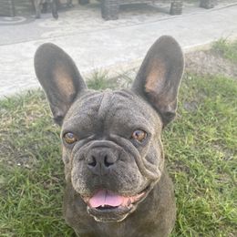 Amaretti - French Bulldog