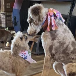 Belgian Malinois, Dutch Shepherds, German Shepherds, and Poodles from KnightWatch K-9