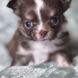 Kona - Chocolate and white male Chihuahua puppy in Colorado from American Dream Chihuahua’s