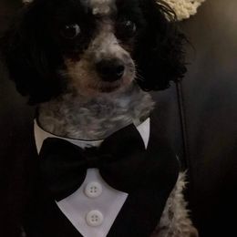 Aussiedoodle, Cavapoo, and Poodle Puppies from Perkins Pups