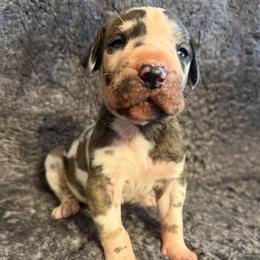 Calvin - Harlequin male Great Dane puppy in Somerset, Ohio from Quarter Creek Danes