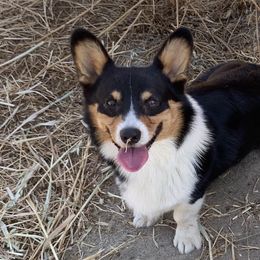 Maverick - Pembroke Welsh Corgi