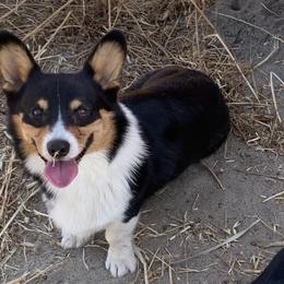 Maverick - Pembroke Welsh Corgi