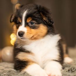 Colin - Black tri male Miniature American Shepherd puppy in Tonopah, Arizona from King's Miniature American Shepherds