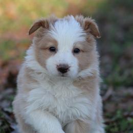 Girl 1 - Gold female Border Collie puppy in Tylertown, Mississippi from Cool Meadow Farms