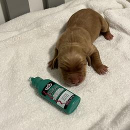 Green - Golden male Golden Retriever puppy in Lake City, Minnesota from Windcliff Goldens