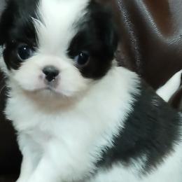Cherish - Black and white female Japanese Chin puppy in Salem, Oregon from Chinnychinchinofsalem