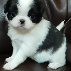 Cherish - Black and white female Japanese Chin puppy in Salem, Oregon from Chinnychinchinofsalem