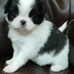 Cherish - Black and white female Japanese Chin puppy in Salem, Oregon from Chinnychinchinofsalem
