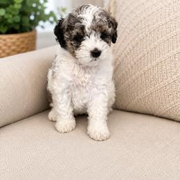 Shihpoo Puppies from My Hometown Doodles