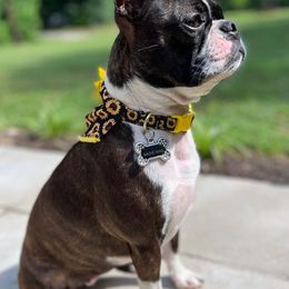 Boston Terriers from Chrysco Boston Terriers