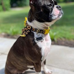 Boston Terriers from Chrysco Boston Terriers