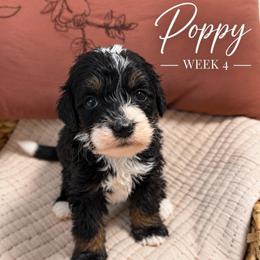 Poppy - Tri-color female Bernedoodle puppy in Burbank, Ohio from Berns & Doodles
