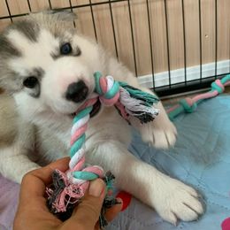Siberian Husky Puppies from Canace Siberians