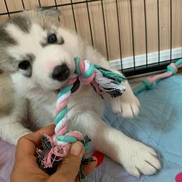 Siberian Husky Puppies from Canace Siberians
