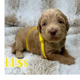 Bliss - Caramel red female Australian Labradoodle puppy in Upland, California from Kings Labradoodles