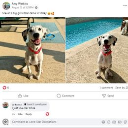 Dalmatian Puppies from Lone Star Dalmatians