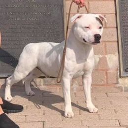 Inka - Staffordshire Bull Terrier