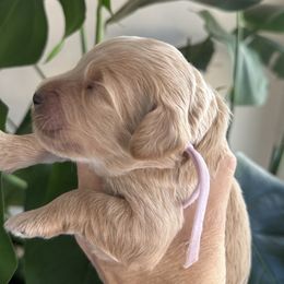 Jellybean - Goldendoodle puppy from DogHouse Doodles