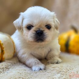 Green collar - Cream male Pekingese puppy in Conroe, Texas from SFLK