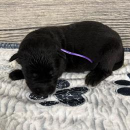 Hami purple - Black female German Shepherd puppy in Herrick, South Dakota from Dakota Shepherds Kennels