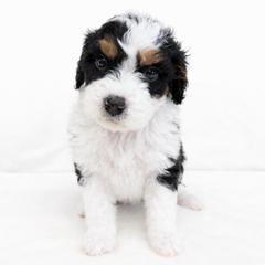 Juniper - female Golden Mountain Doodle puppy in Springfield, Ohio from Dawson's Royal Companions
