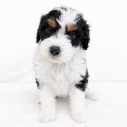 Juniper - female Golden Mountain Doodle puppy in Springfield, Ohio from Dawson's Royal Companions
