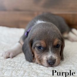 Purple girl - Blue tan and white female Beagle puppy in Shelley, Idaho from Idaho Beagles