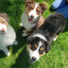 Australian Shepherd Puppies from Polaris Australian Shepherds