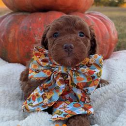 Willow - Red  female Goldendoodle puppy in Trenton, Tennessee from Pickard’s country Golden doodles