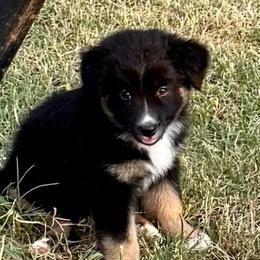 Chocolate - Black tri-color female Australian Shepherd puppy in Mount Vernon, Texas from RJ's Aussie Posse