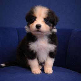 Morrigan - Black tri-color female Australian Shepherd puppy in Dulzura, California from Windsong Ranch Aussies