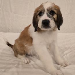 Boy 1 - White and brown male Saint Berdoodle puppy in Menifee, California from Royal Saint Bernards