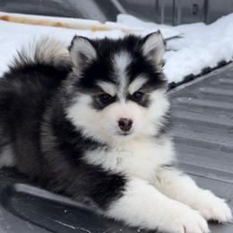 Cooper - Black and white Pomsky puppy in Saint Paris, Ohio from PomskyParadise