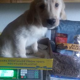 Golden Retriever Puppies from David Cearlock's Golden Retrievers