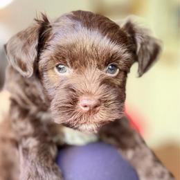 Delli Light blue chocolate - Liver male Miniature Schnauzer puppy in Temple, Texas from Schnauzers Of Taylor