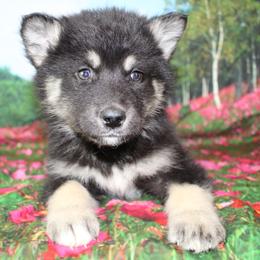 Spice - Alaskan Malamute puppy in Independence, Virginia from New River Valley Malamutes