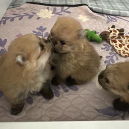Pomeranian Puppies from Lori’s Precious Poms