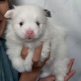 Pongo - Blue merle male Pomeranian puppy in Coral Springs, Florida from PinkPawPomeranians