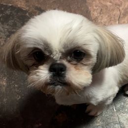 Karen - Shih Tzu
